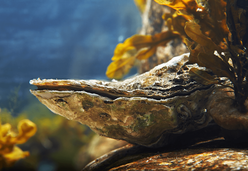 Suppliers Of Bulk Sea Shells Oyster, Clam & Sea Shells